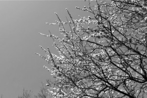 DSC_1307_2