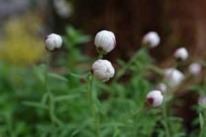 IMGP1026