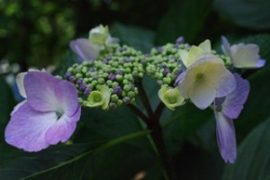 IMGP0338